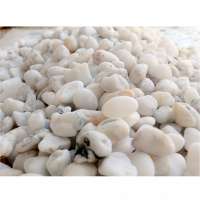 WHITE PEBBLE COBBLE STONE